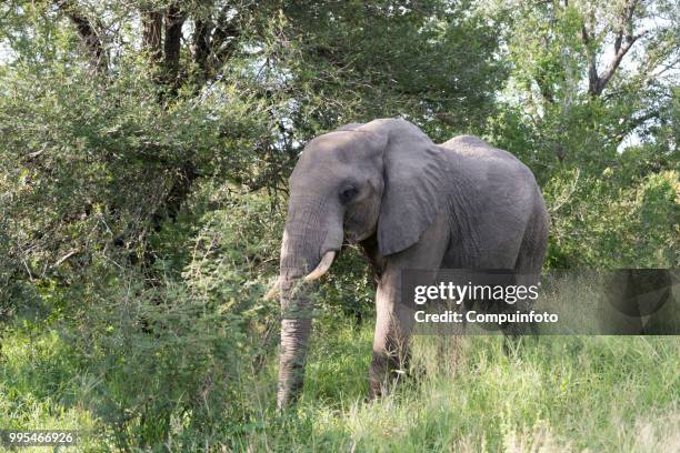 elephant in kruger national parc south africa - parc national bildbanksfoton och bilder