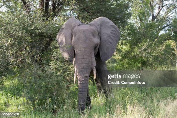 elephant in kruger national parc south africa - parc national stock-fotos und bilder