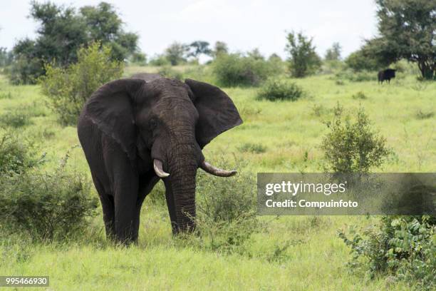 elephant in kruger national parc south africa - parc national bildbanksfoton och bilder