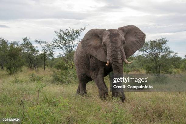 elephant in kruger national parc south africa - parc national stock-fotos und bilder