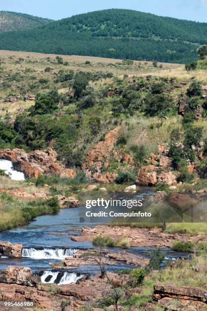 elephant in kruger national parc south africa - parc national bildbanksfoton och bilder