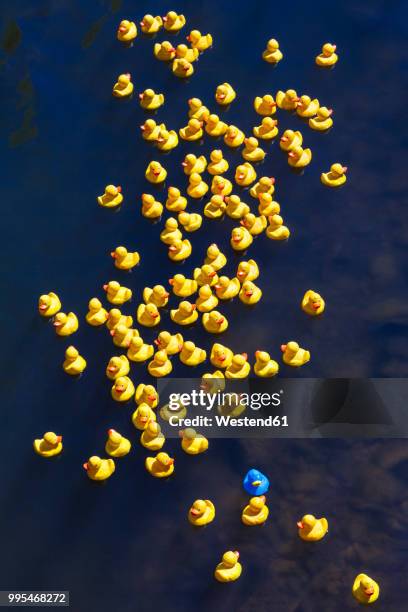 rubber ducks, one blue duck - esslingen am neckar stock-fotos und bilder