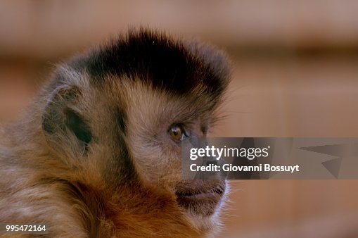 Monkey dreaming Monkey dreaming