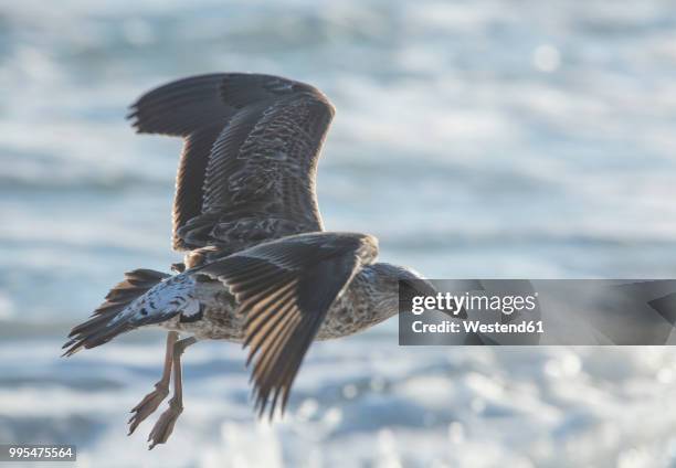 africa, south africa, cape town, kelp gull flying over the sea - kelp gull stock pictures, royalty-free photos & images