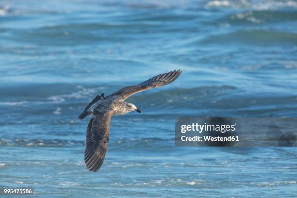 africa, south africa, cape town, kelp gull flying over the sea - kelp gull stock pictures, royalty-free photos & images