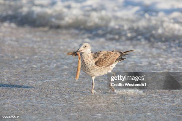 africa, south africa, cape town, kelp gull with food in beak - kelp gull stock pictures, royalty-free photos & images