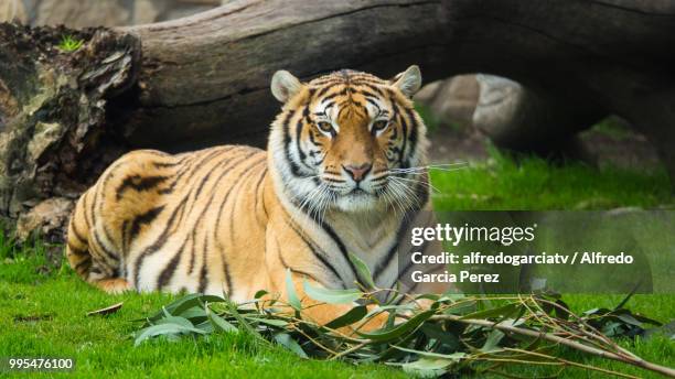 tigre de bengala - tigre de bengala 個照片及圖片檔