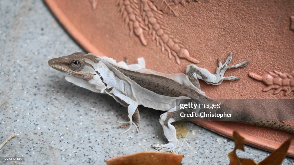 Little Lizard