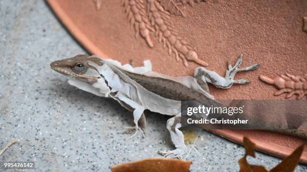little lizard - crotaphytidae stock pictures, royalty-free photos & images