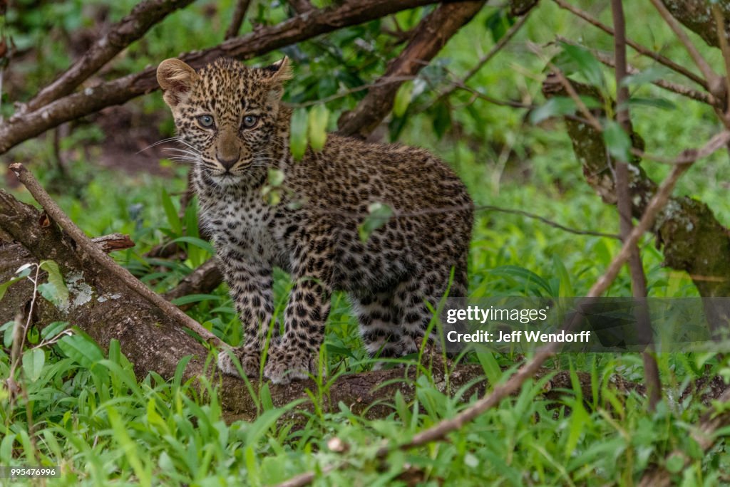 The Future Prince - Baby Leopard