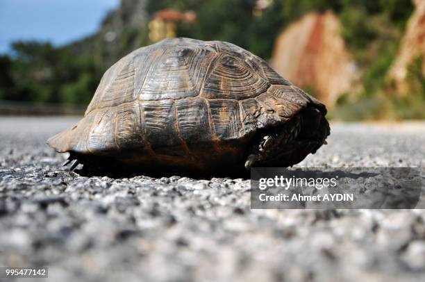 turtle - ahmet ahmet bildbanksfoton och bilder