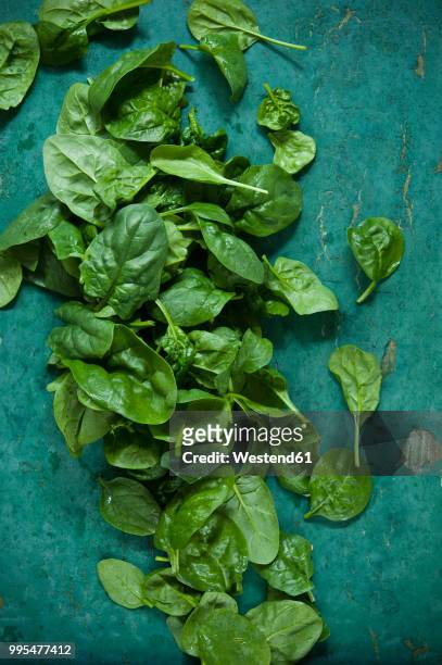 spinach leaves on green background - spenat bildbanksfoton och bilder