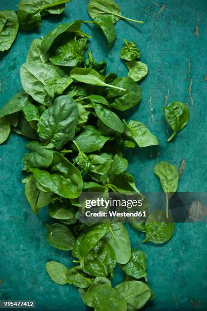 spinach leaves on green background - spinach 個照片及圖片檔