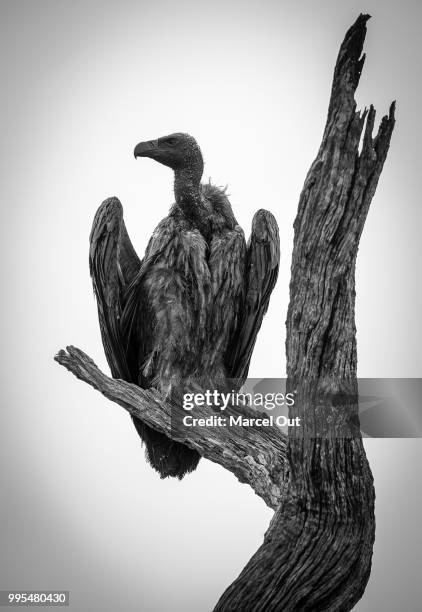 white-backed vulture b/w - birds b w stock pictures, royalty-free photos & images