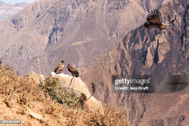 colca canyon condors - colca stock pictures, royalty-free photos & images