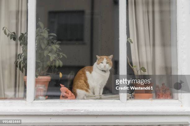 cat sitting behind window of a residential house - window sill stockfoto's en -beelden