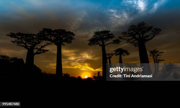 tree silhouettes at sunset - tini stock pictures, royalty-free photos & images