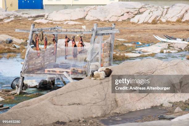 seal meat in greenland - crabbing stock pictures, royalty-free photos & images