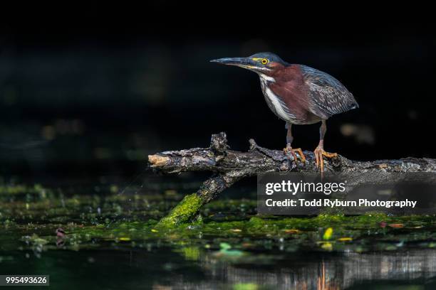 little green heron perched on a branch - アメリカササゴイ ストックフォトと画像