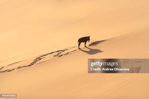 lonely donkey and small piece of bush, sahara desert, morocco - sahara stock pictures, royalty-free photos & images