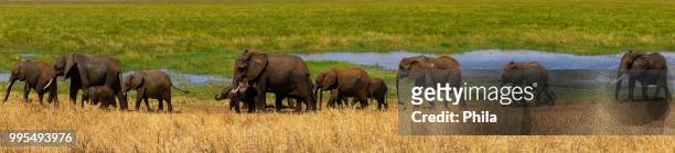 safari in tanzania, africa:elephant parade - browns parade stockfoto's en -beelden