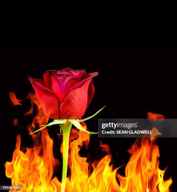 red rose and flames - burning rose bildbanksfoton och bilder