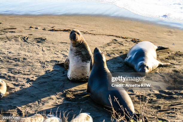 Seal Fight High-Res Stock Photo