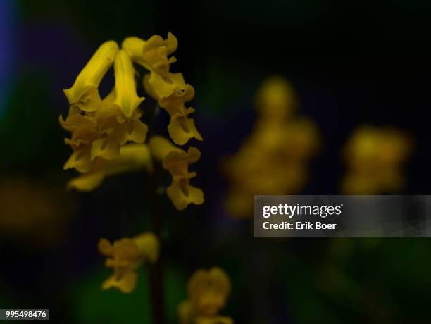 corydalis - de boer bildbanksfoton och bilder