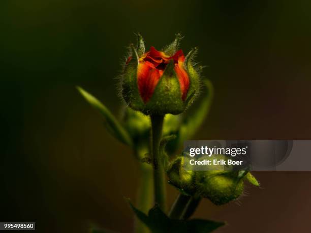 geum - de boer bildbanksfoton och bilder