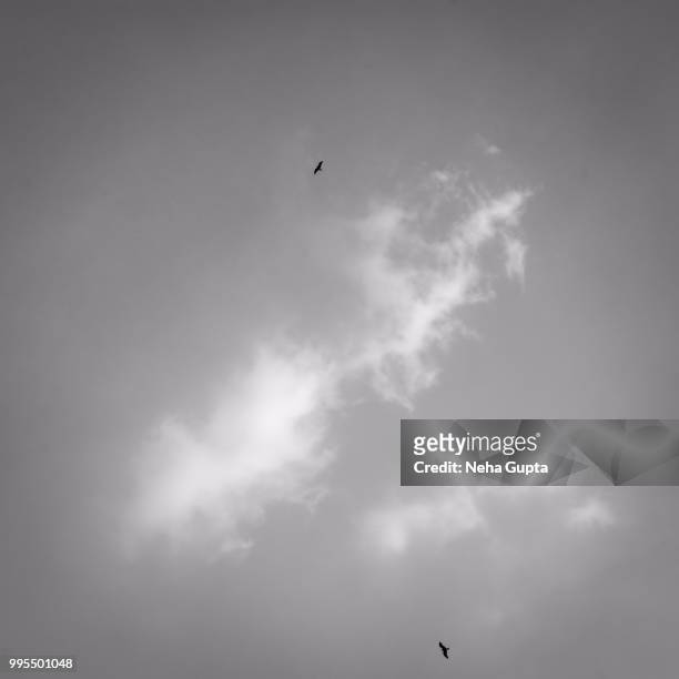 flying eagles - cloudy sky - monochrome - neha gupta stock pictures, royalty-free photos & images
