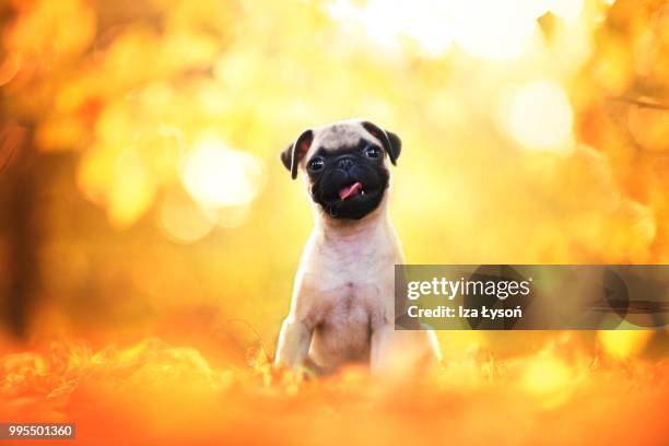 bazyl - pug stock pictures, royalty-free photos & images