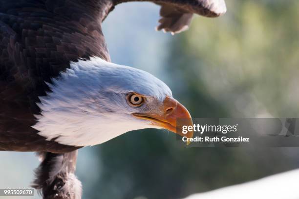 aguilacapblanc - hunters cap stockfoto's en -beelden