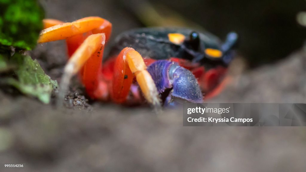 Halloween Crab
