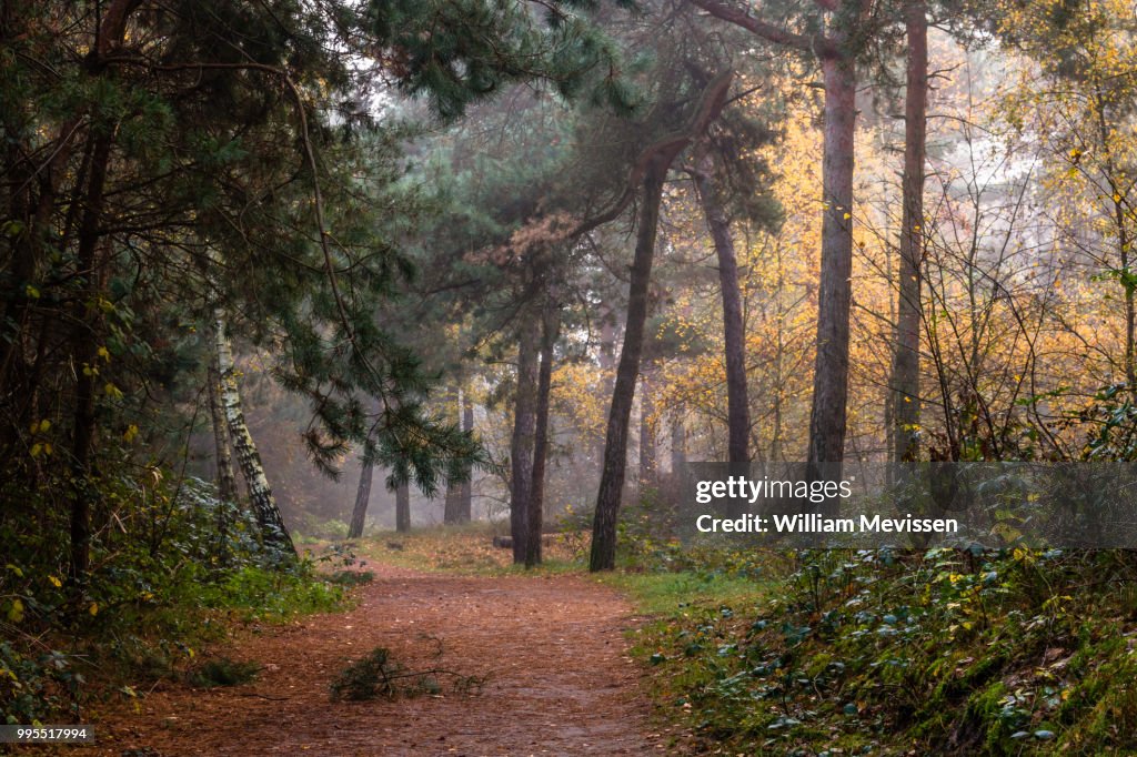 Path Of Trees