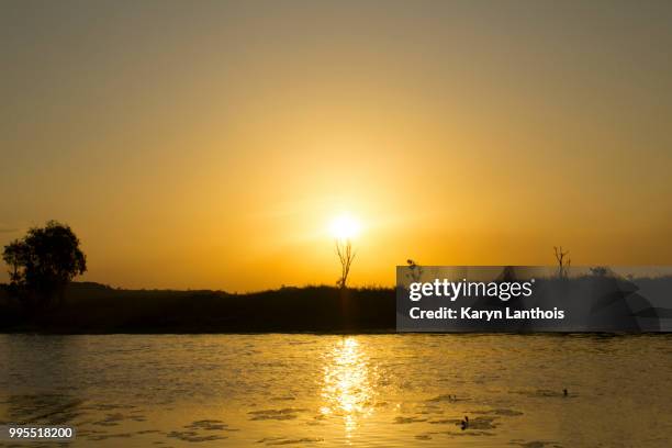 borradaile billabong flame treee - billabong water stock pictures, royalty-free photos & images