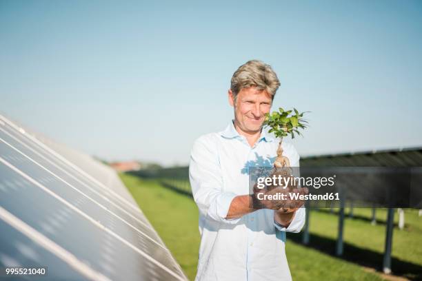 mature man looking at privet, solar plant - bonsai hand stock pictures, royalty-free photos & images