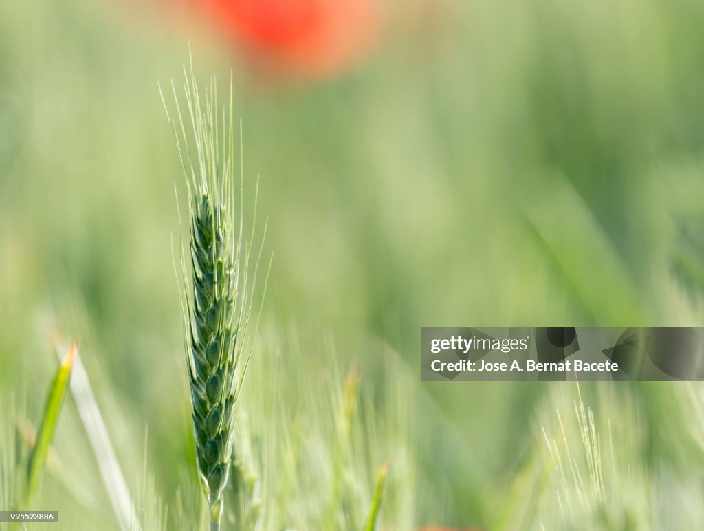 Full frame of green spike of a wheat field.