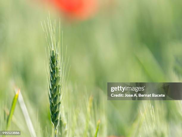 full frame of green spike of a wheat field. - bocairent stock pictures, royalty-free photos & images