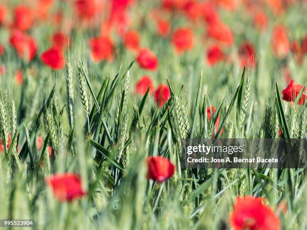 full frame of a field of wheat with green spikes and flowers colors. - frame border stockfoto's en -beelden