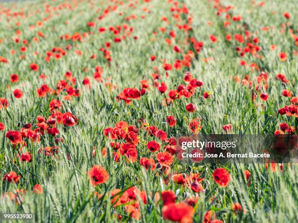 full frame of a field of wheat with green spikes and flowers colors. - frame border stockfoto's en -beelden