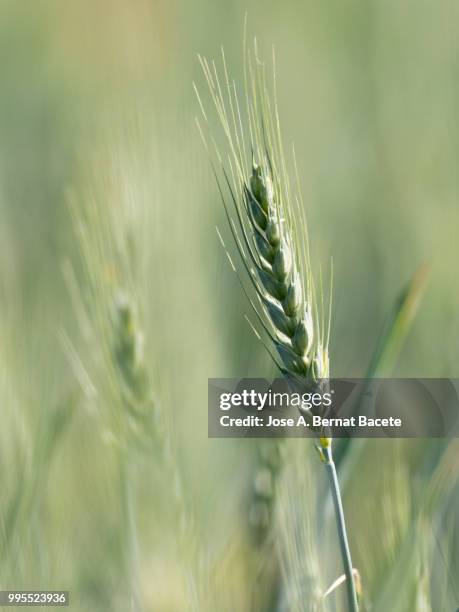 full frame of green spike of a wheat field. - bocairent stock pictures, royalty-free photos & images