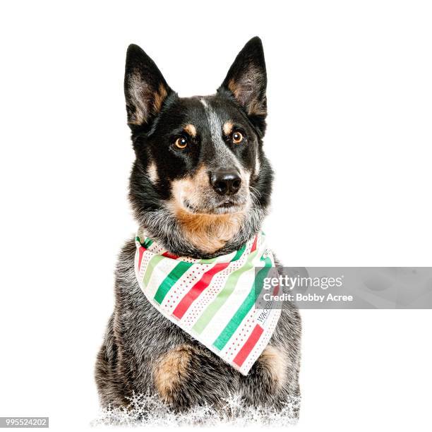 45 Coweta Stock Photos, HighRes Pictures, and Images Getty Images