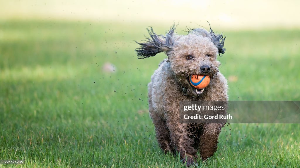 Rocco in the muck