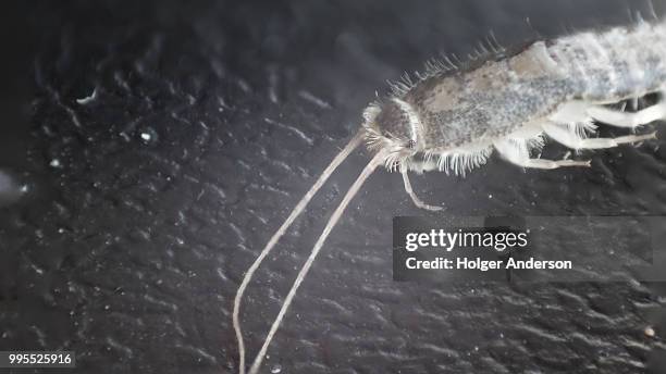 Silverfish Cockroach Silverfish Photo - Fotografias e Filmes do Acervo - Getty Images