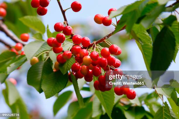 sweet cherries on tree - cherry tree stockfoto's en -beelden