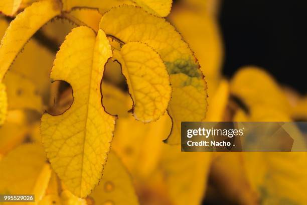 hojas amarillas - hojas imagens e fotografias de stock