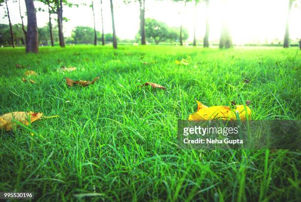 fallen leaves on grass - sunset lighting - neha gupta stock pictures, royalty-free photos & images