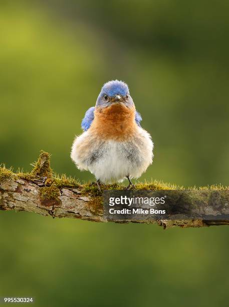 grumpy bluebird - bluebird stock-fotos und bilder
