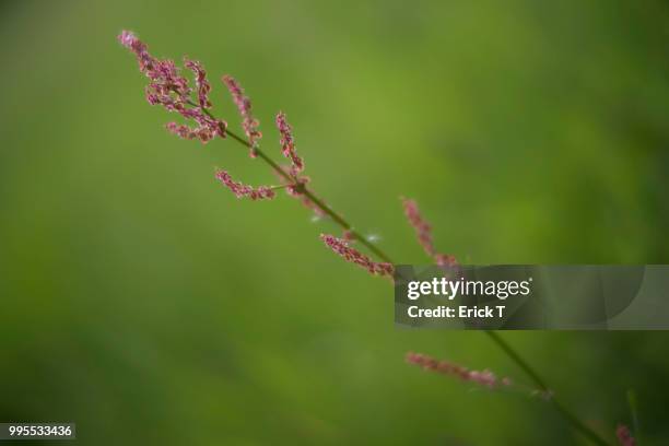 lac de muret lr - lac stock pictures, royalty-free photos & images