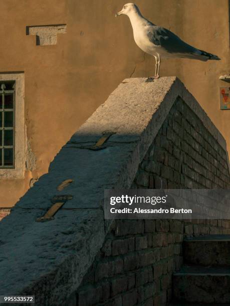 la mia composizione. - composizione stockfoto's en -beelden